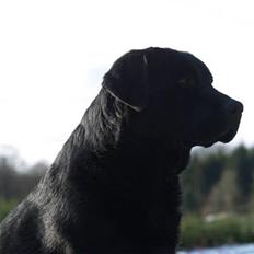 Labrador retriever Taslas little CloudDancer