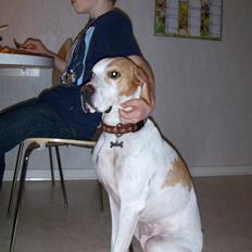Pointer Agt TURBO
