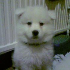 Samojedhund Bamse