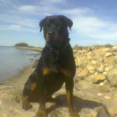 Rottweiler NOVA *himmelhund*