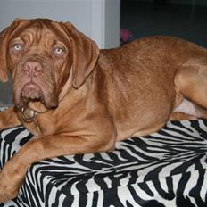 Dogue de bordeaux Chiba R.I.P.