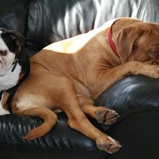 Dogue de bordeaux Chiba R.I.P.