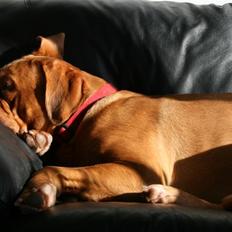 Dogue de bordeaux Chiba R.I.P.