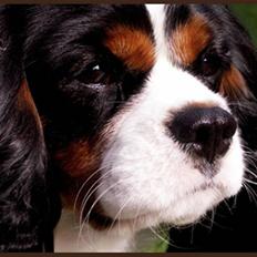 Cavalier king charles spaniel Spik