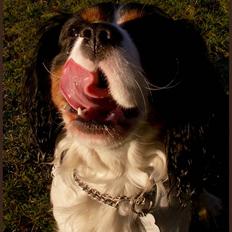 Cavalier king charles spaniel Spik