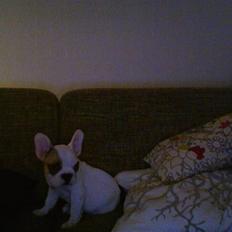 Fransk bulldog Eddie