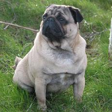 Mops Sonneholts Arli Charlie