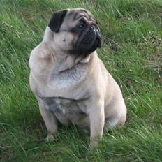 Mops Sonneholts Arli Charlie