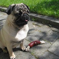 Mops Sonneholts Arli Charlie