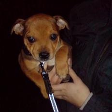 Staffordshire bull terrier Gato
