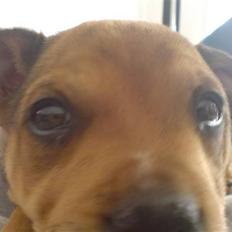 Staffordshire bull terrier Gato