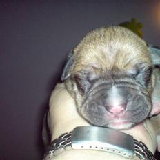 Blanding af racer rynke