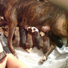 Blanding af racer rynke