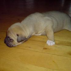 Blanding af racer rynke