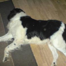 Blanding af racer Viktor (Ikke opdateret)