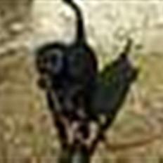 Blanding af racer Simba
