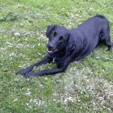 Blanding af racer Lady R.I.P