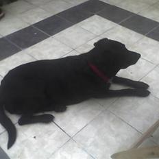 Blanding af racer Lady R.I.P