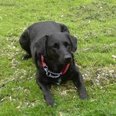 Blanding af racer Lady R.I.P