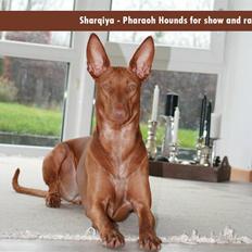 Pharaohound Faouziahs Electra aka Sve