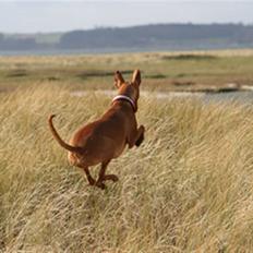 Pharaohound Faouziahs Electra aka Sve