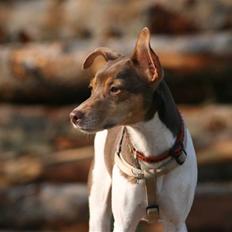 Dansk svensk gaardhund Charlie 10/04 R.I.P