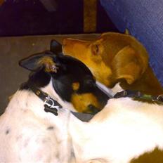 Dansk svensk gaardhund Charlie 10/04 R.I.P