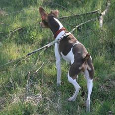 Dansk svensk gaardhund Charlie 10/04 R.I.P