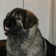 Kaukasisk ovtcharka Lejka