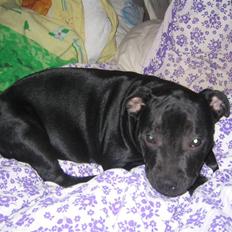 Staffordshire bull terrier Dizny