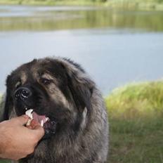 Kaukasisk ovtcharka Lejka