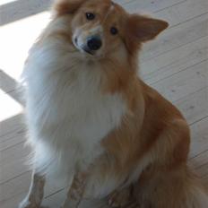 Shetland sheepdog Shelty * R.I.P *