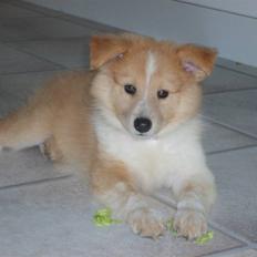 Shetland sheepdog Shelty * R.I.P *