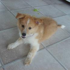 Shetland sheepdog Shelty * R.I.P *