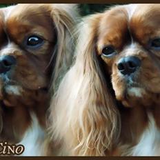 Cavalier king charles spaniel Cino
