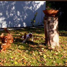 Cavalier king charles spaniel Cino