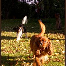 Cavalier king charles spaniel Cino