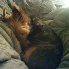 Australsk terrier Cosmo