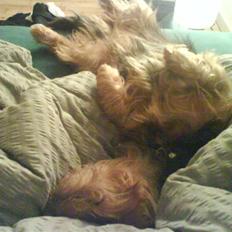 Australsk terrier Cosmo