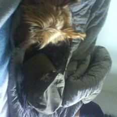 Australsk terrier Cosmo