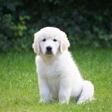 Golden retriever Bambus