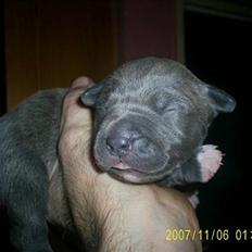 Amerikansk staffordshire terrier Solgt:( Malou