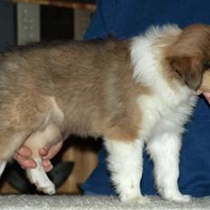 Collie langhåret Camelot