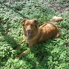 Nova scotia duck tolling retriever Laura