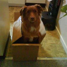 Nova scotia duck tolling retriever Laura