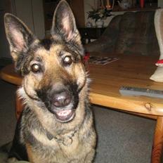 Schæferhund Stella<3 ( min mormor's )