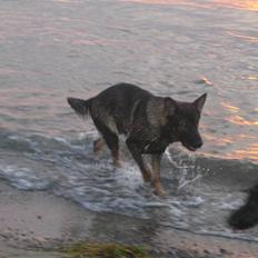 Schæferhund Stella<3 ( min mormor's )