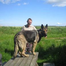 Schæferhund Stella<3 ( min mormor's )