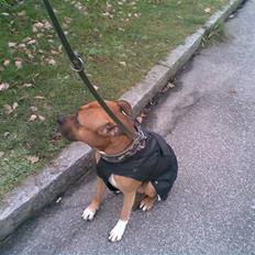 Amerikansk staffordshire terrier Kenzo