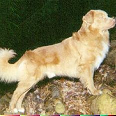 Nova scotia duck tolling retriever Marquis R'I'P